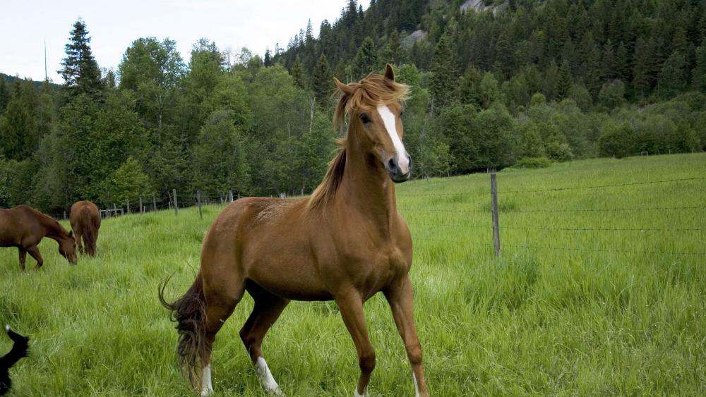 Majestic Horse in Lush Meadow Scene wallpaper