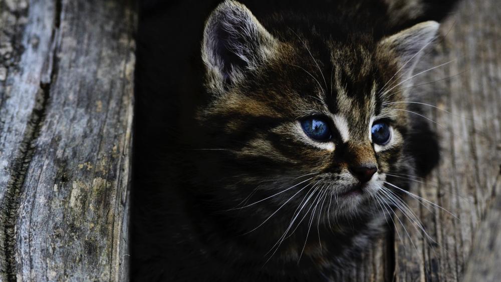 Wallpaper from animals category