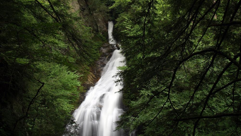 Serene Waterfall Amidst Lush Greenery wallpaper