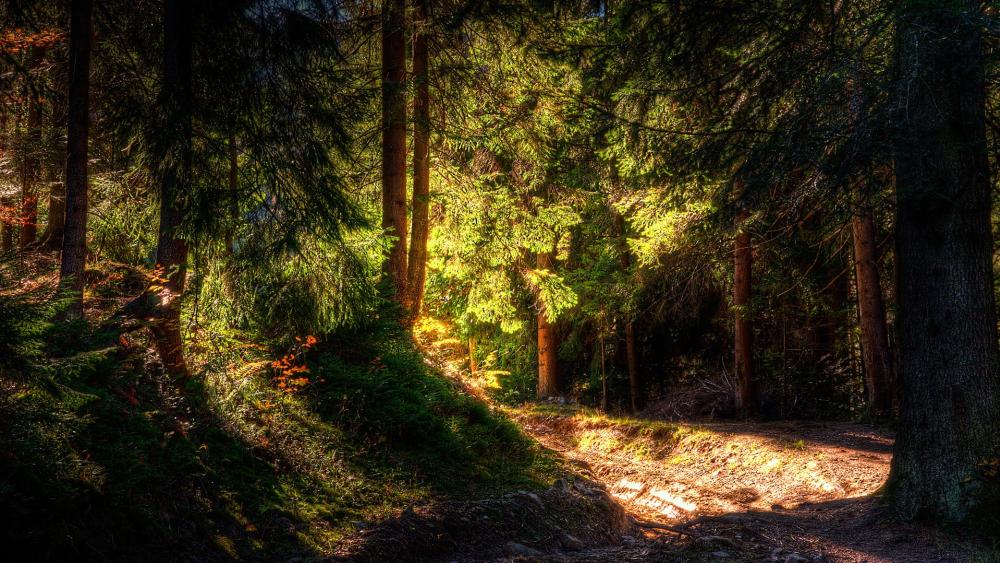 Enchanted Forest Pathway Awaits Exploration wallpaper