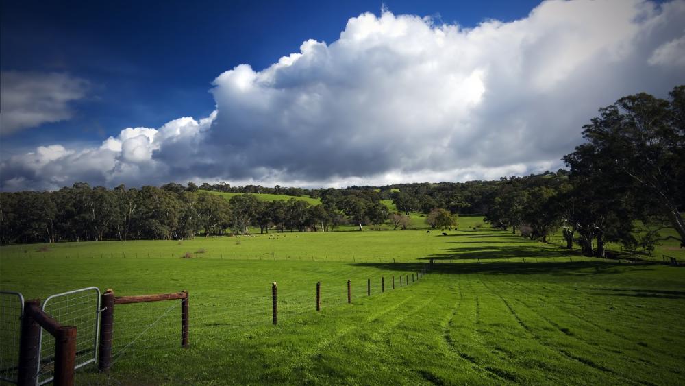 Lush Green Landscape with Dramatic Clouds wallpaper
