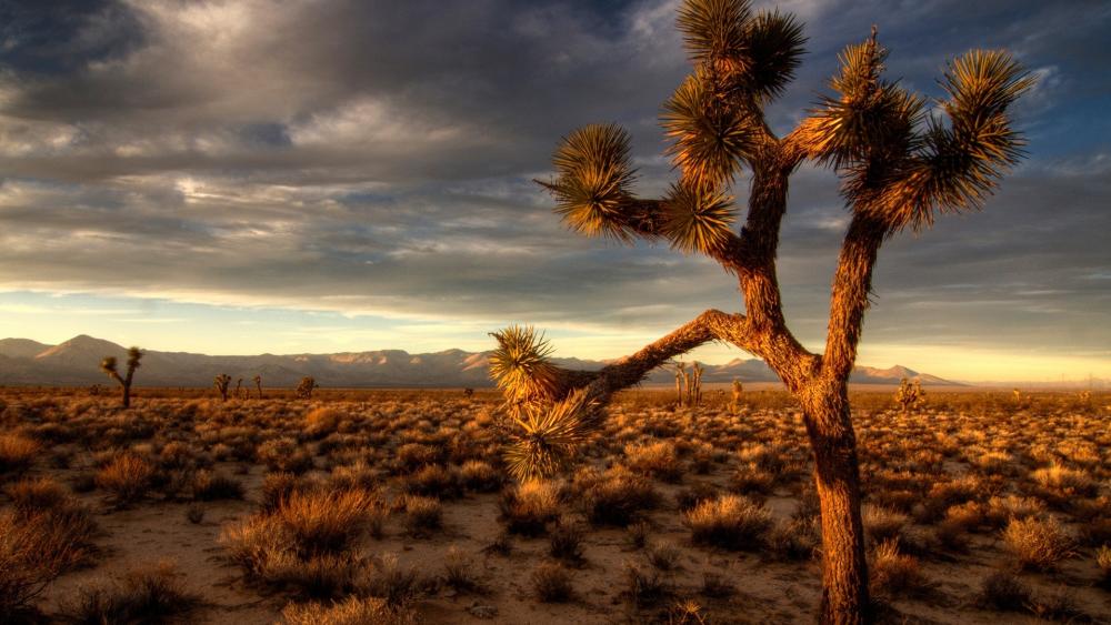 Majestic Joshua Tree Under Dramatic Skies wallpaper