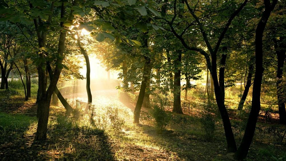 Serene Forest with Glowing Sunlight wallpaper