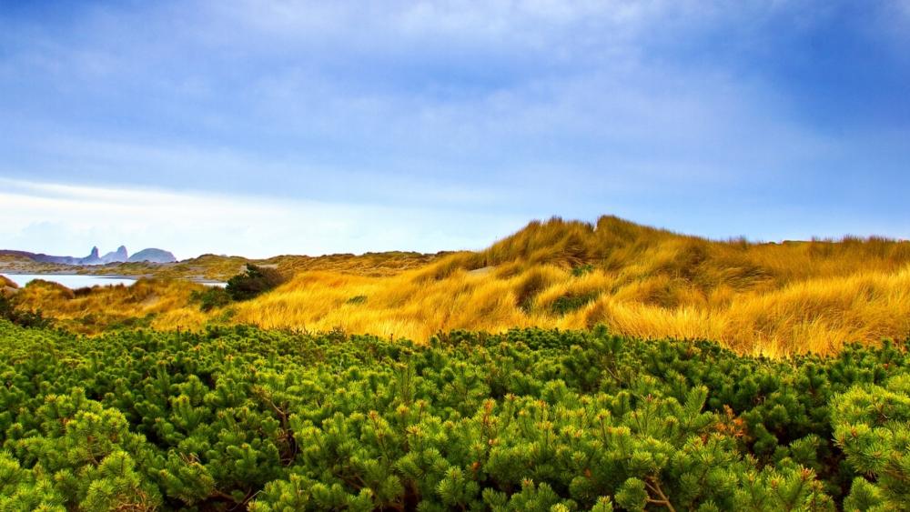 Vibrant Coastal Landscape Under Open Sky wallpaper