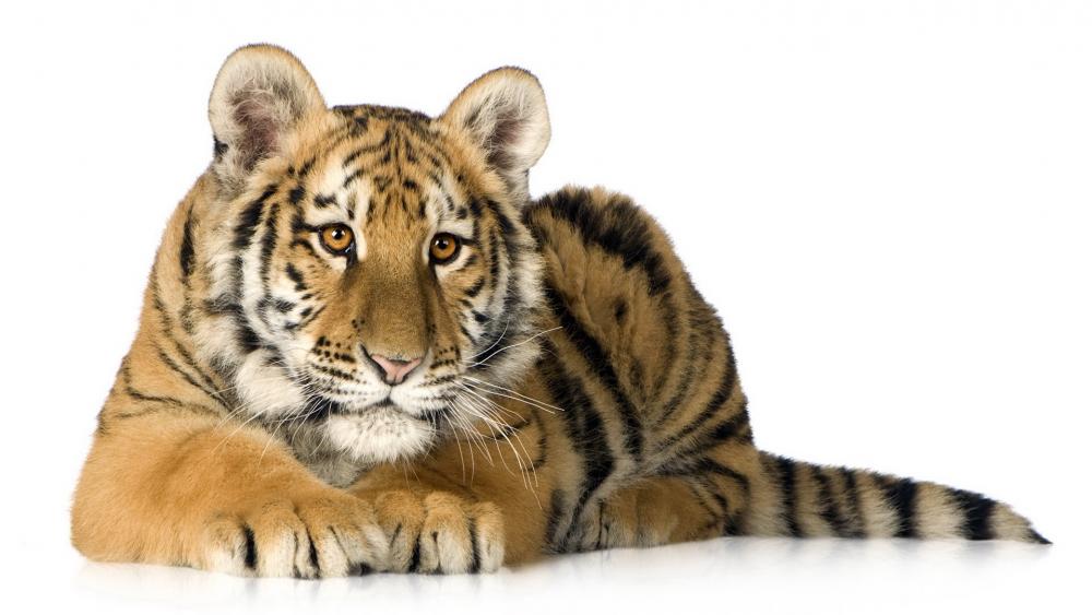 Majestic Tiger Relaxing Elegantly wallpaper
