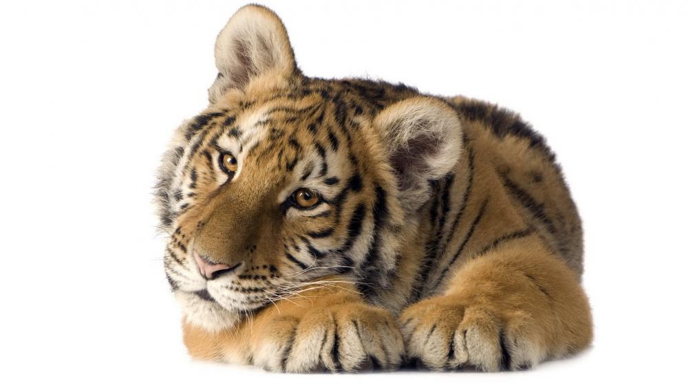 Majestic Tiger Relaxing in Serenity wallpaper