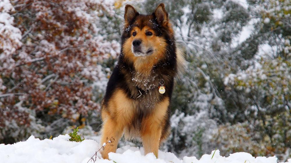 Majestic Dog in Winter Wonderland wallpaper