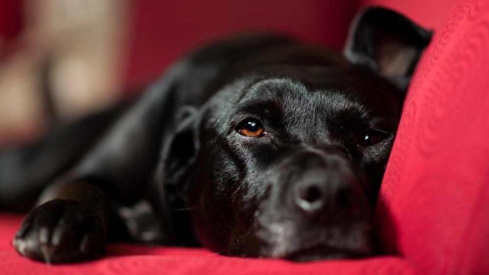 Relaxed Black Dog on a Plush Red Couch wallpaper
