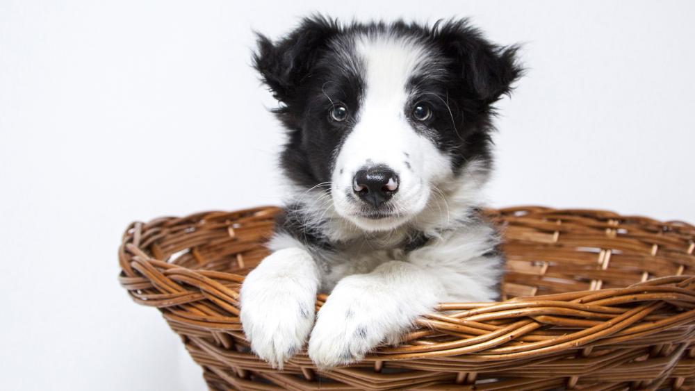 Adorable Puppy in Wicker Basket Wallpaper wallpaper