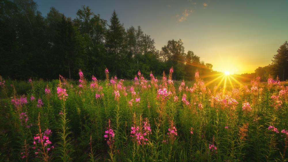 Sunrise Blooming Meadow wallpaper