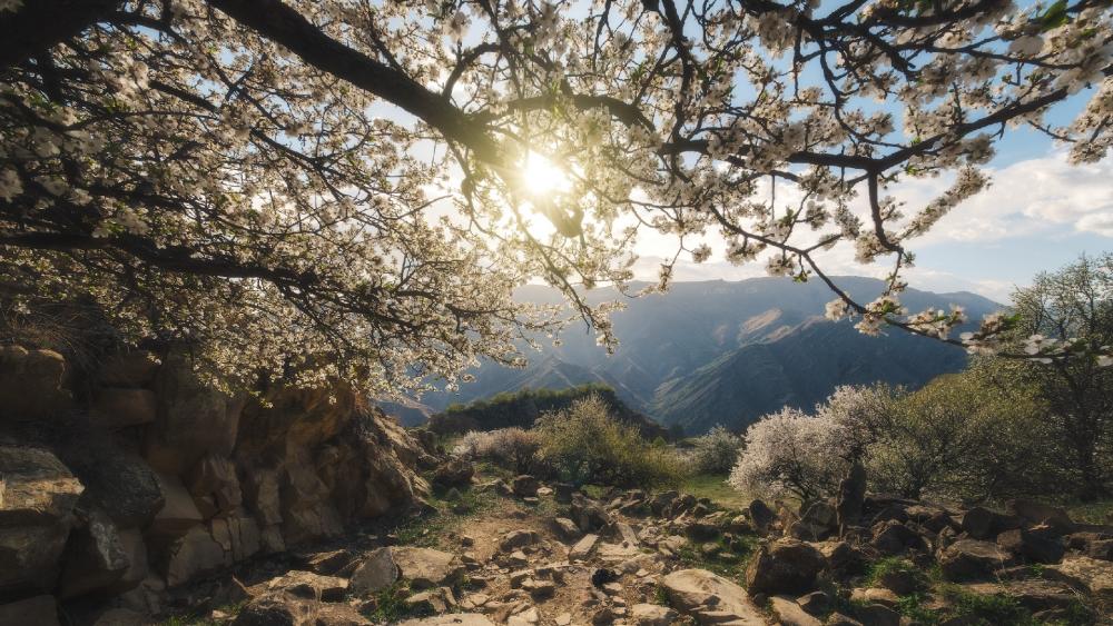 Blossoming Serenity Amidst Majestic Mountains wallpaper