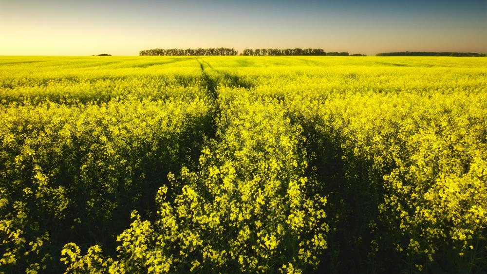 Golden Fields Under a Clear Sky wallpaper