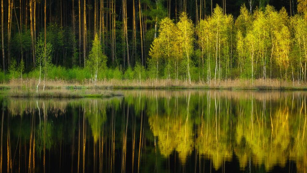 Serene Forest Reflections in Autumn wallpaper