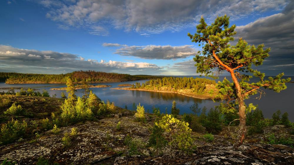 Serene Lakeside Landscape with a Lone Tree wallpaper