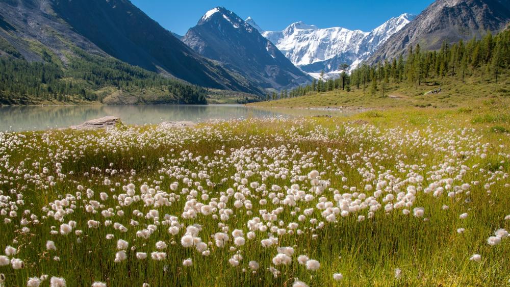 Serenity in Nature's Embrace wallpaper