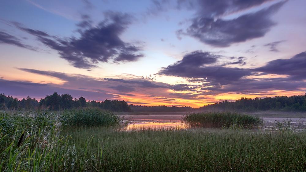 Serene Sunset Over Tranquil Wetlands wallpaper