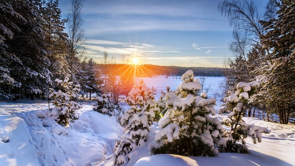 Winter Sunrise Over Snowy Forest Retreat wallpaper