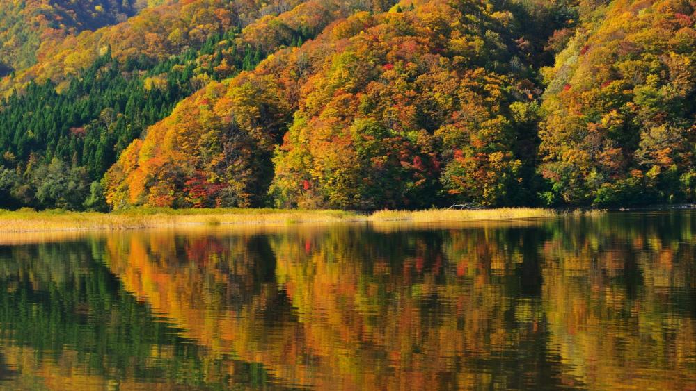 Vibrant Autumn Reflections in Nature's Serenity wallpaper