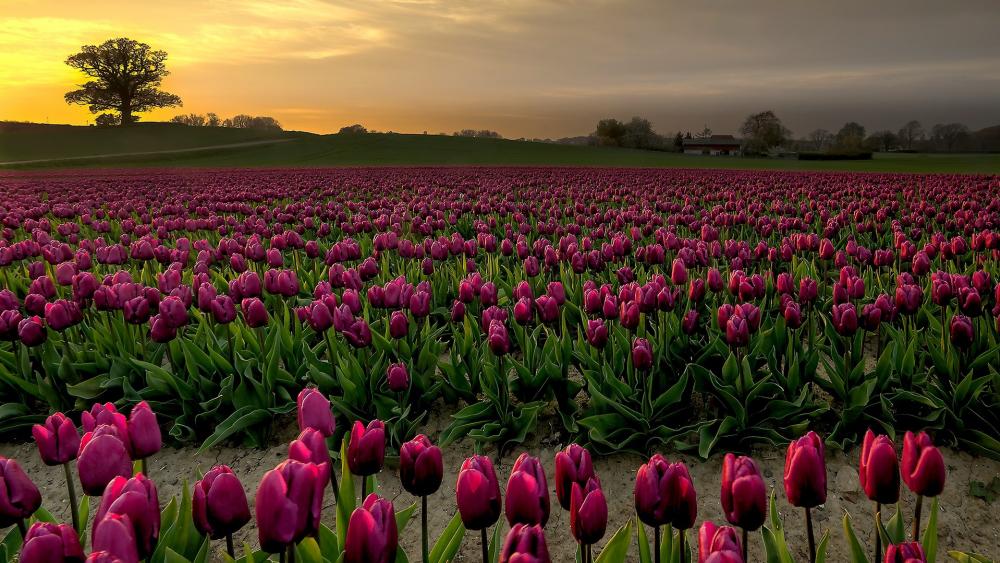 Vibrant Tulip Field at Sunset Glow wallpaper