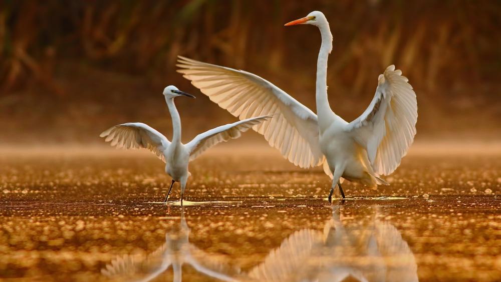 Wallpaper from nature category