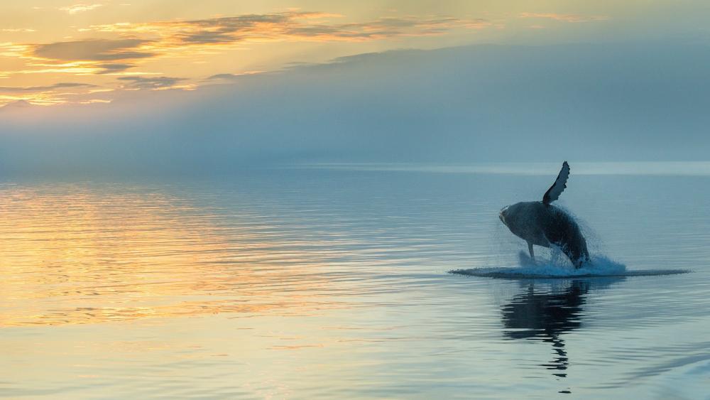 Majestic Whale Dancing at Sunset wallpaper