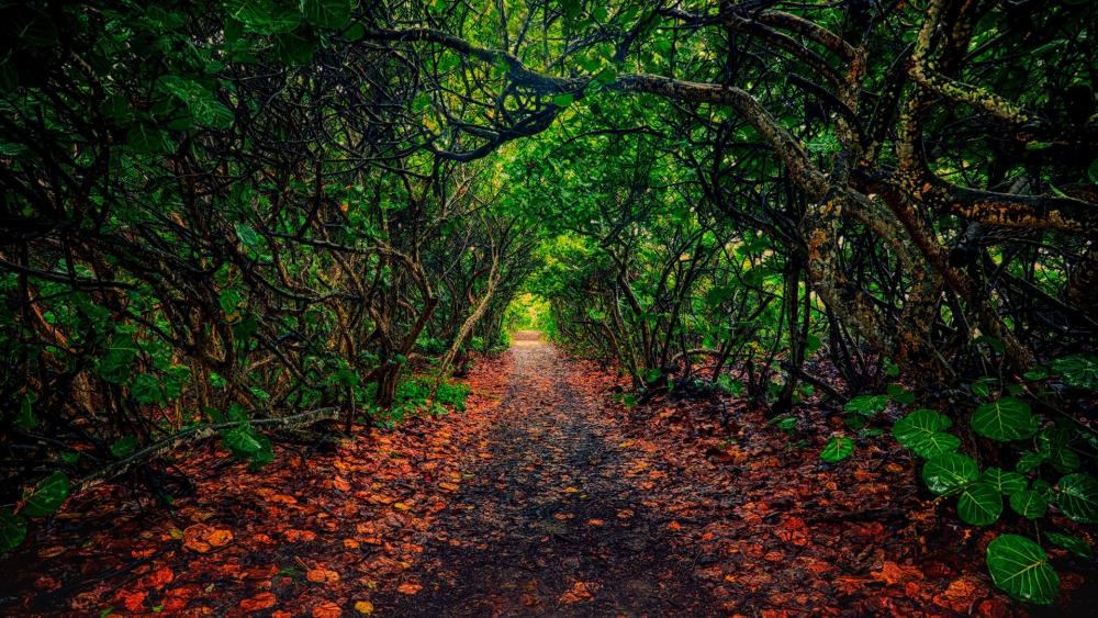 Mysterious Pathway Through Lush Foliage wallpaper