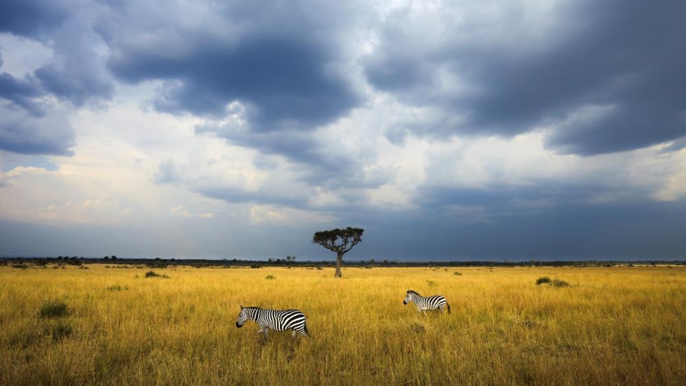 Majestic Zebras in Serene Landscape wallpaper