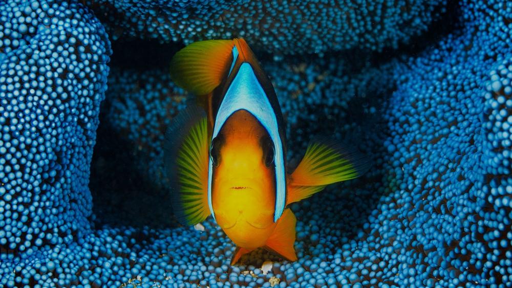 Colorful Clownfish Among Vibrant Corals in Blue Waters wallpaper