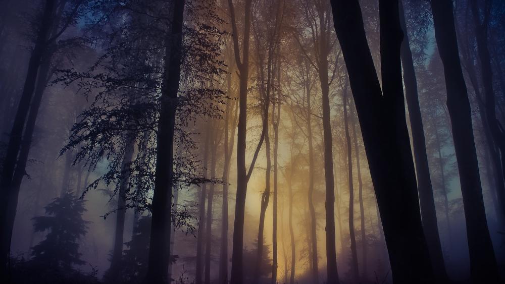 Mystical Forest in the Morning Mist wallpaper