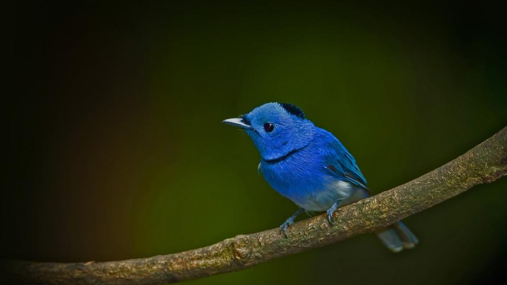 Blue Bird Perched on a Branch wallpaper