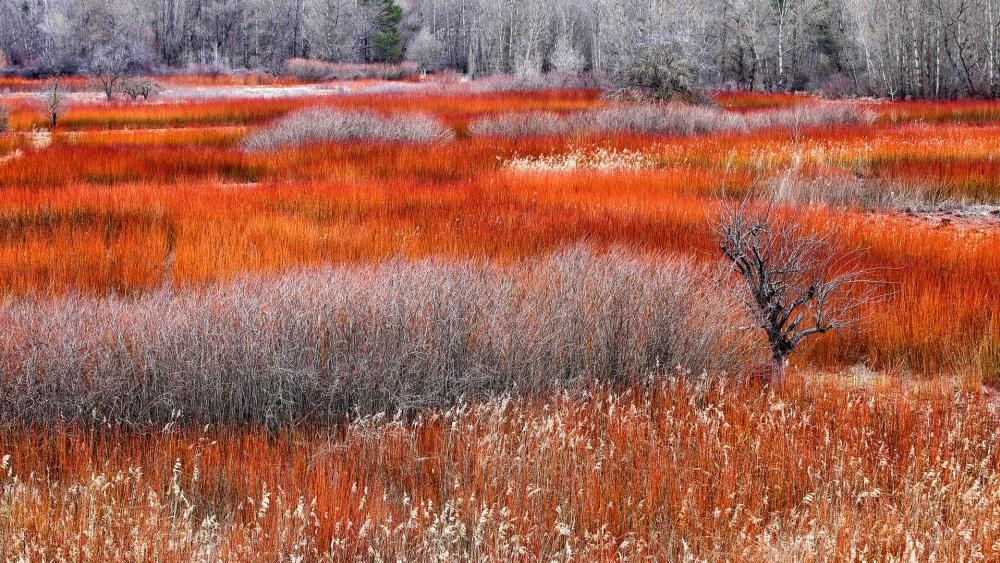 Vibrant Autumn Fields in Nature's Embrace wallpaper