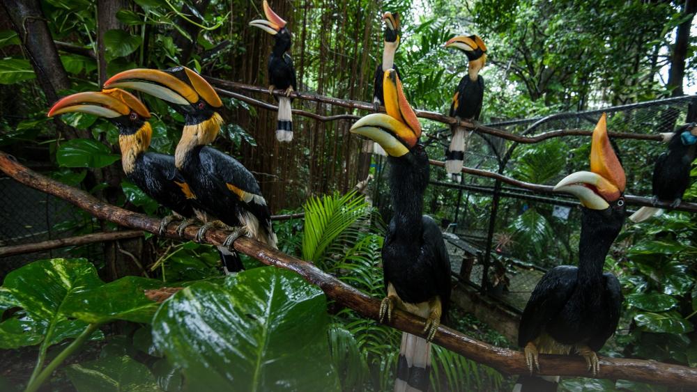 Vibrant Hornbills in Lush Greenery wallpaper