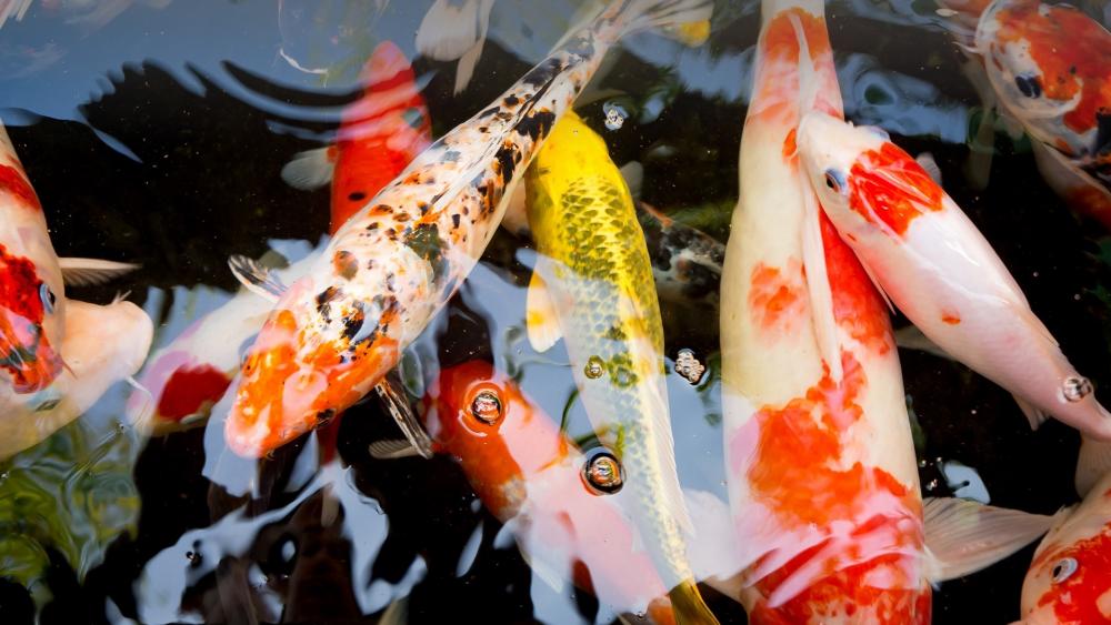 Vibrant Koi Fish Swimming Gracefully in Tranquil Waters wallpaper