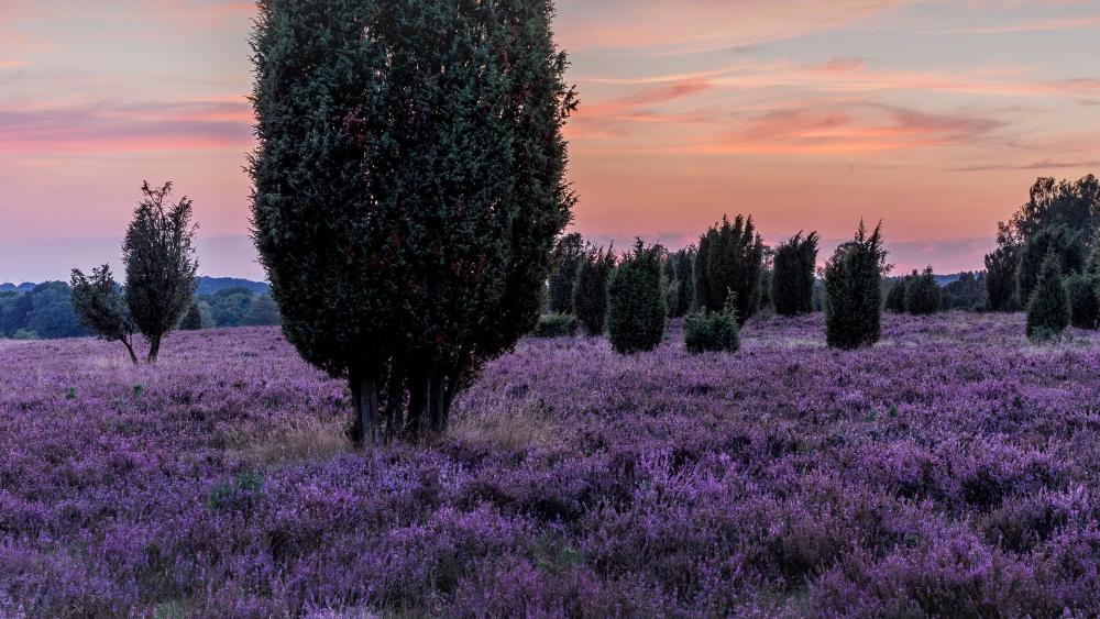 Lavender Fields Under a Dusk Sky wallpaper