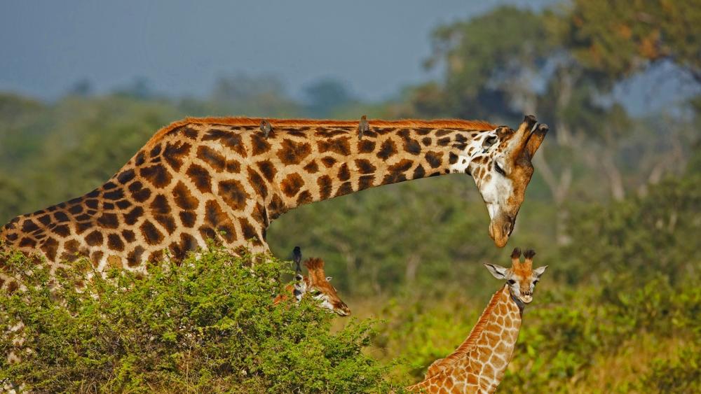 Graceful Giraffes in Natural Habitat wallpaper