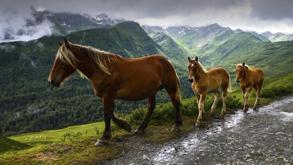 Wallpaper from animals category