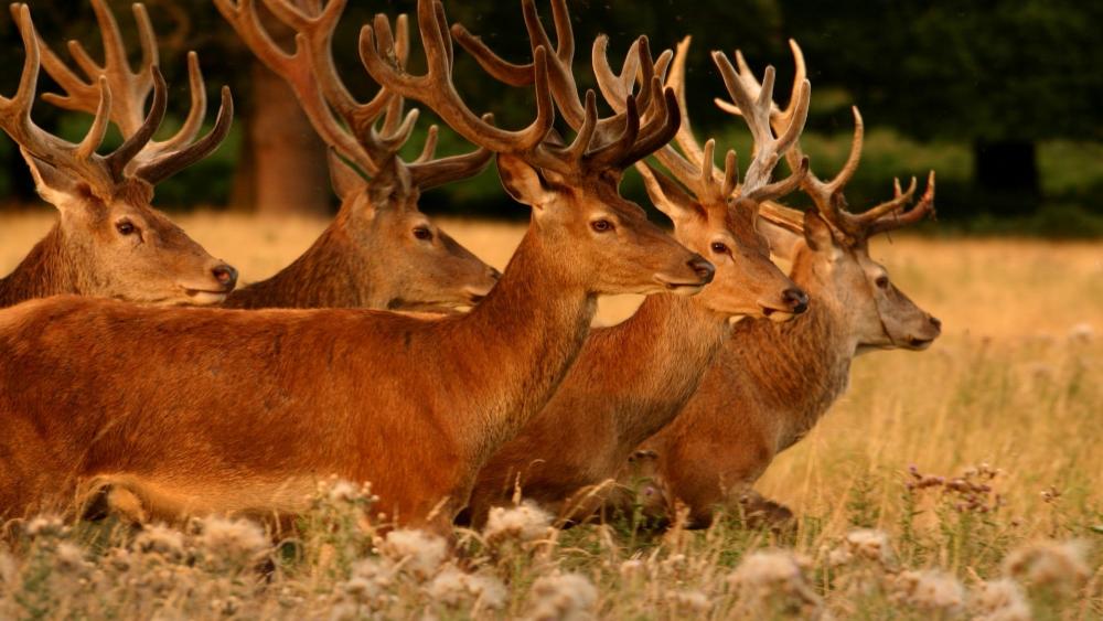 Wallpaper from animals category