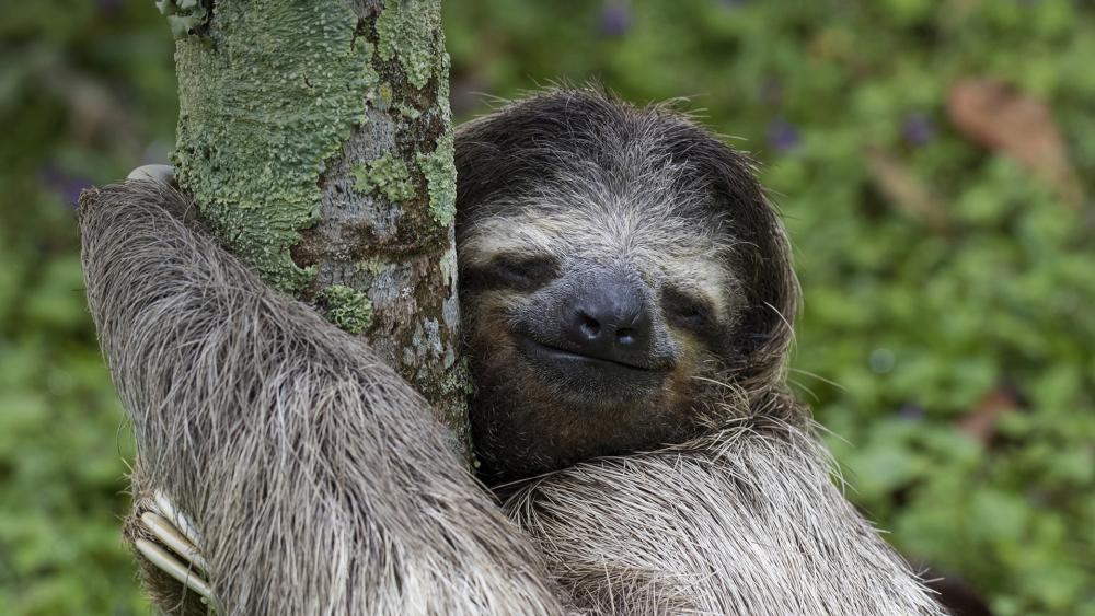Sloth Embracing Nature's Calm wallpaper