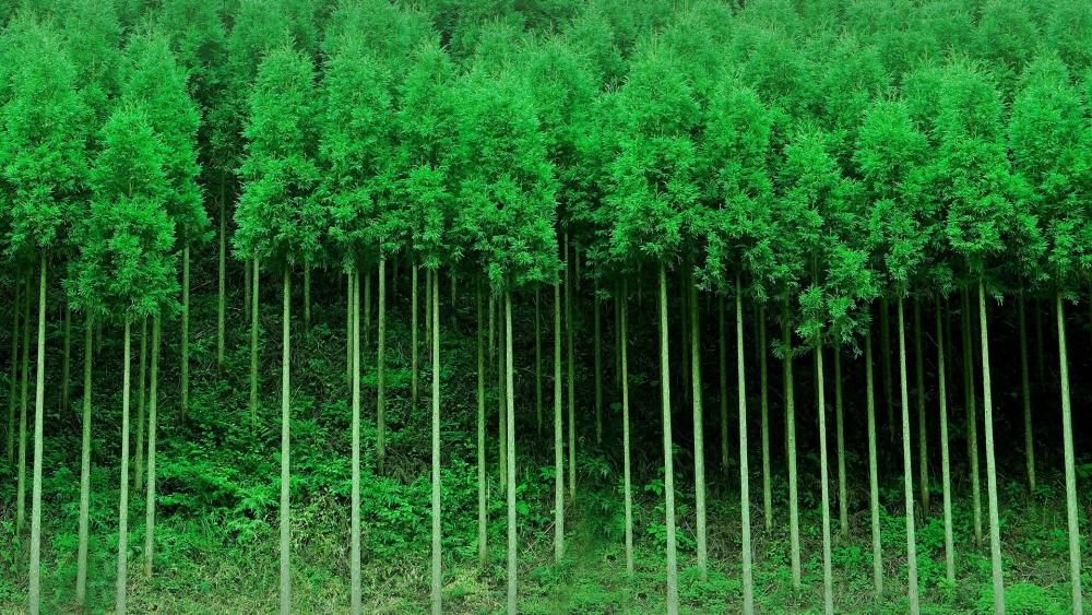 Lush Green Forest Serenity wallpaper
