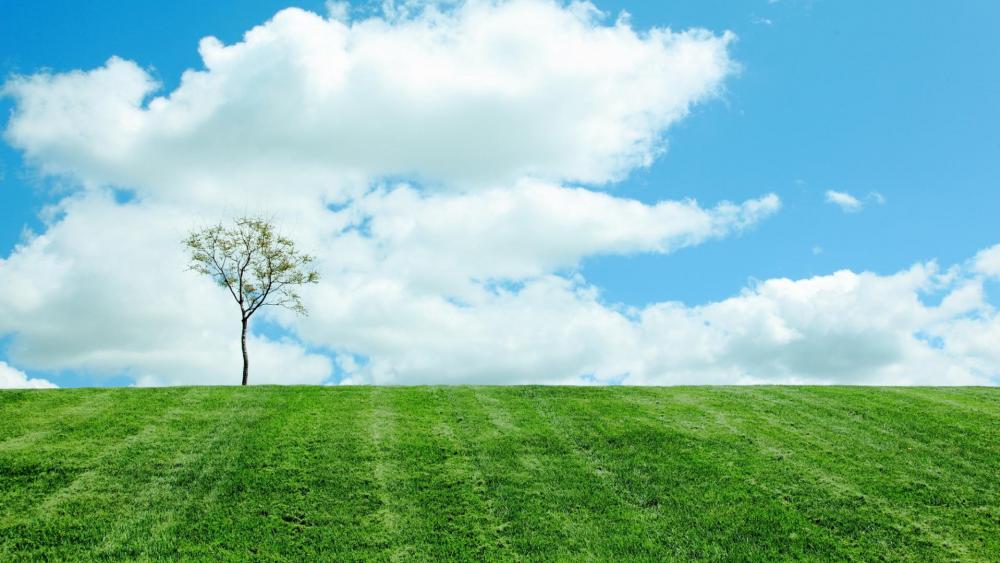 Serene Landscape with a Lone Tree and Sky wallpaper