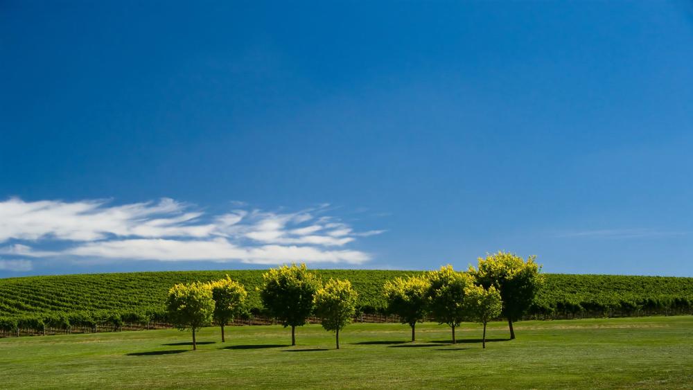 Wallpaper from nature category