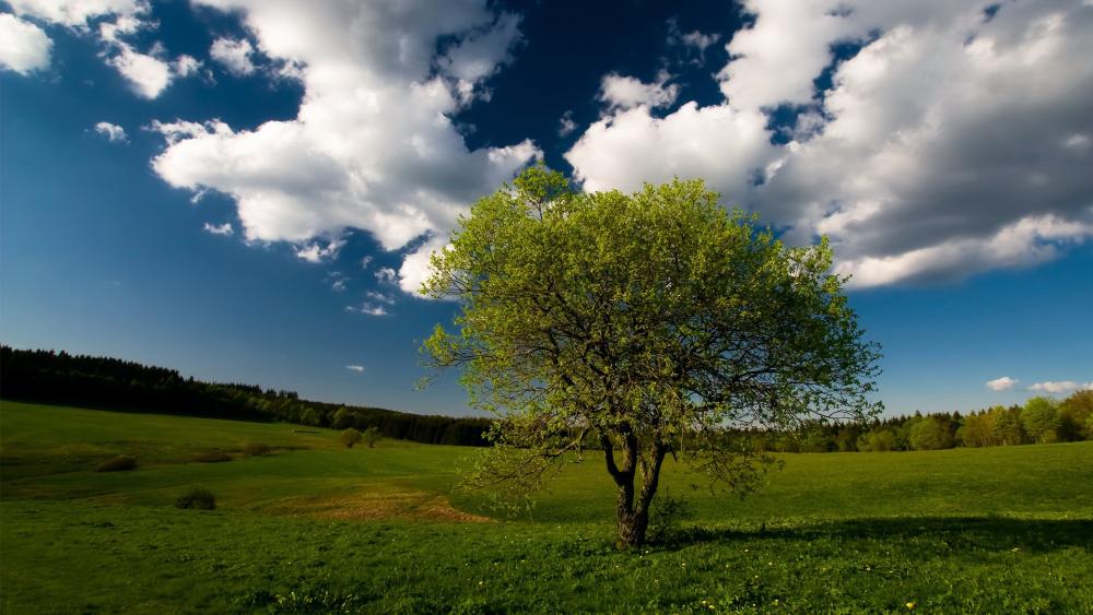 Wallpaper from nature category