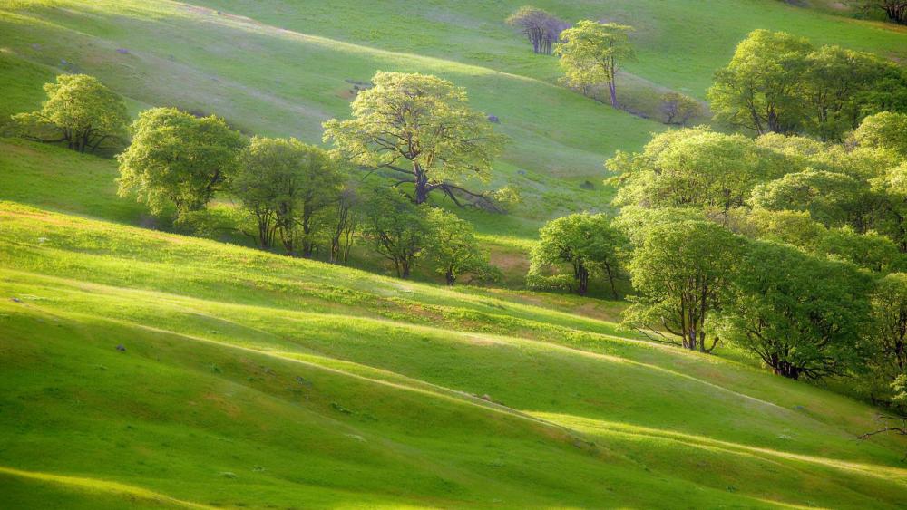 Lush Green Hills and Majestic Trees wallpaper