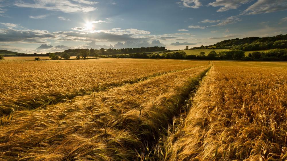 Golden Fields Under a Glorious Sky wallpaper