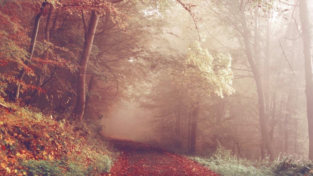Autumn Serenity in a Misty Forest Pathway wallpaper