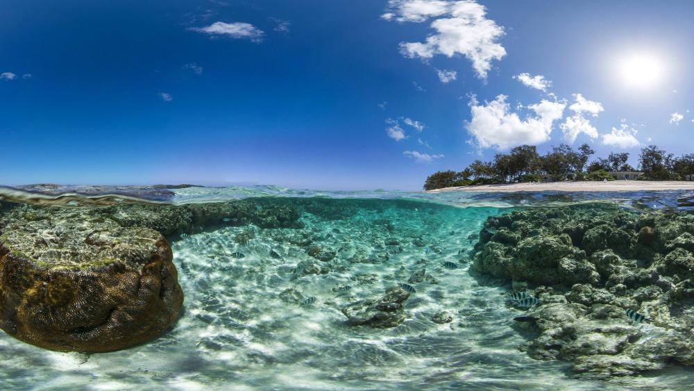 Serene Underwater Paradise Awaits You wallpaper