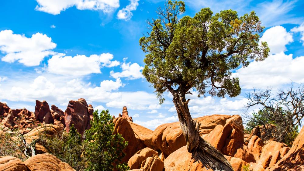 Majestic Tree Among Red Rock Formations in Nature wallpaper