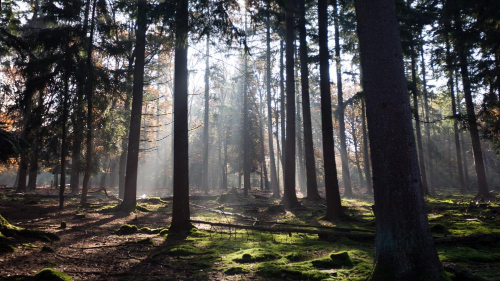 Serene Forest Light and Shadow Moments wallpaper