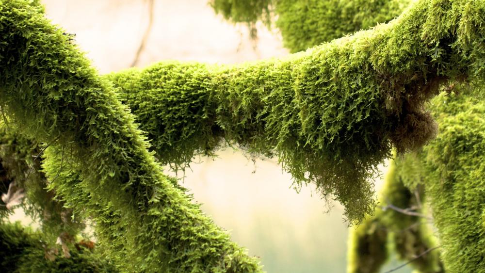 Lush Green Mossy Branches in Nature's Embrace wallpaper