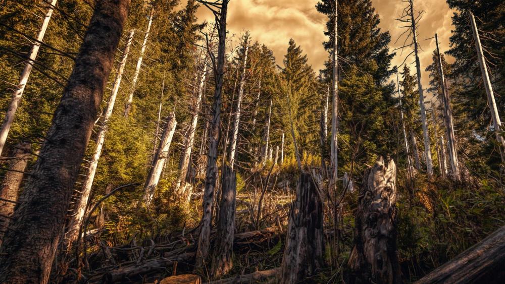 Serenity of a Majestic Forest Scene wallpaper